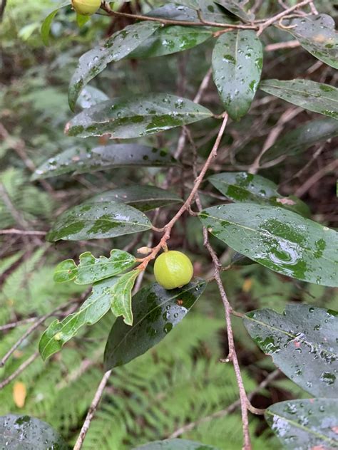 Petalostigma Triloculare From Landsborough Qld Au On March