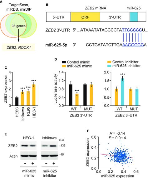 Mir 625 Targets Zeb2 In Endometrial Cancer Cells A Venn Analysis Of