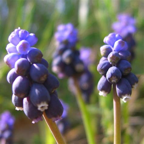 Grape Hyacinth Muscari Neglectum Grape Hyacinth Muscari Neglectum