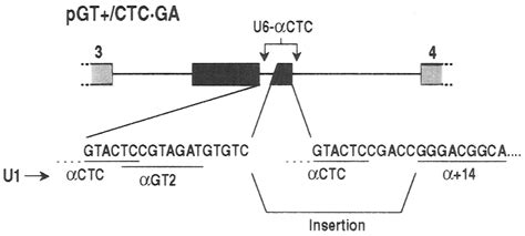 The influence of nearby base-pairing with U1 on selection of competing ... 