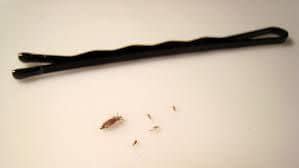 Head Lice Removal Tips And Tricks NIT HUNTERS Ottawa Head Lice