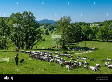 France Ain Jura Massif Valromey Les Plans D Hotonnes The Flock Of