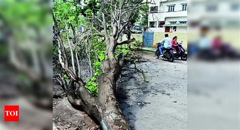 Heavy Rain Wreaks Havoc In Bengaluru Over 1 000 Trees Fall In 7 Days