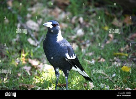 Magpie Lark Is A Conspicuous Australian Bird Of Small To Medium Size