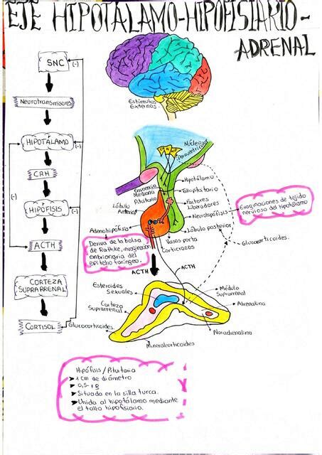 Eje Hipotalamo Hipofisiario Adrenal M H H Jv Udocz