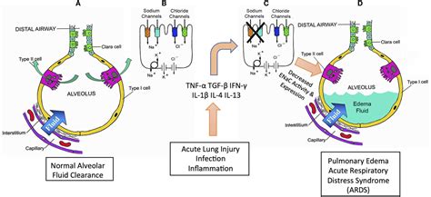 Frontiers Regulation Of Lung Epithelial Sodium Channels By Cytokines