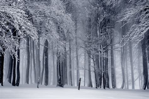 Free Images Landscape Tree Nature Forest Branch Snow Cold Black And White Fog Mist