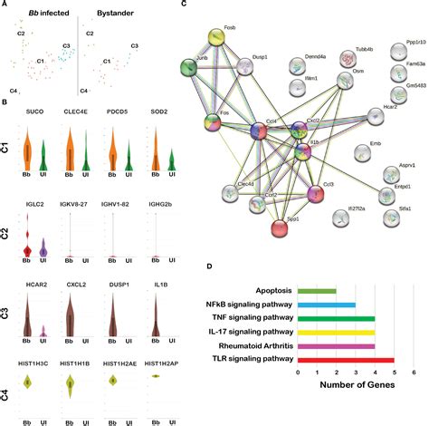 Frontiers Cellular And Transcriptome Signatures Unveiled By Single