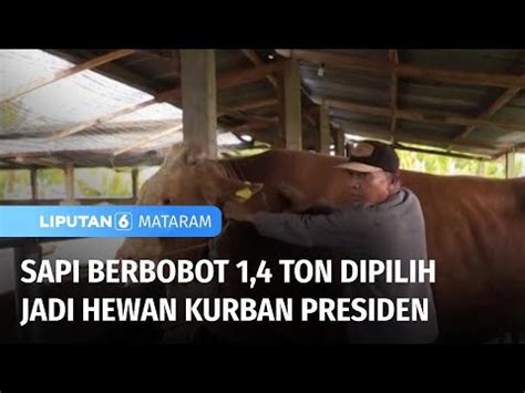 Sapi Berbobot Ton Dipilih Jadi Hewan Kurban Presiden Liputan