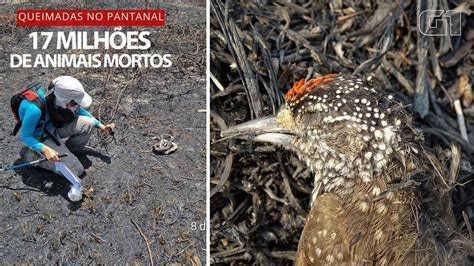 Queimadas Mataram Milh Es De Animais Vertebrados No Pantanal Em