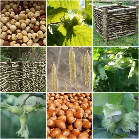 Hazelnut Planting Guide