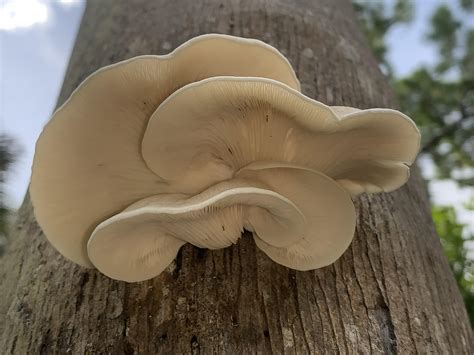 Edible Oyster Mushroom Florida Dead Palm Tree Rmycology