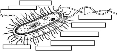 Notes Bacteria