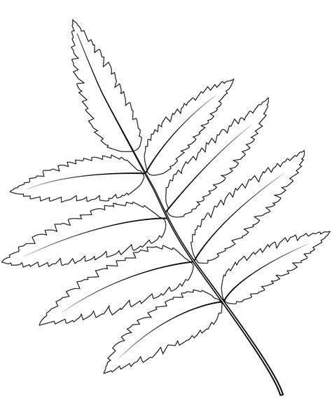 Branch Of Serrated Leaves Coloring Page