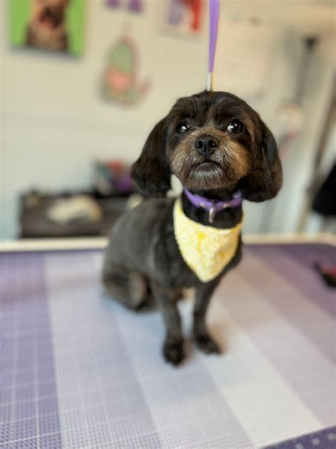 Pet Palace Sango Location | Clarksville TN