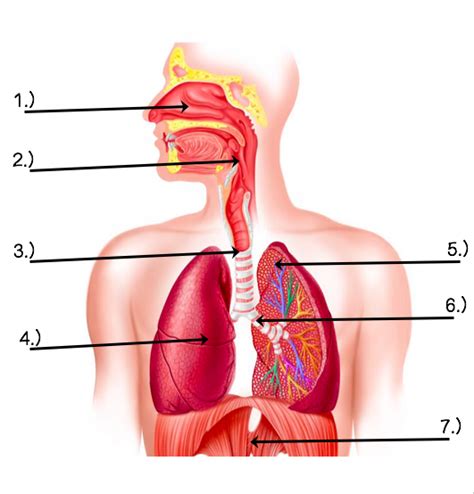 Structures Of The Respiratory System Diagram Quizlet