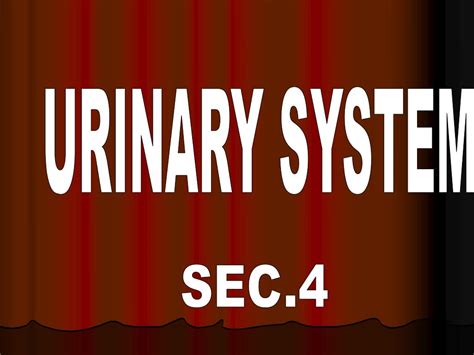 Ppt Urinary System Powerpoint Presentation Free Download Id 5131950