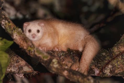 ‘Nowhere to go’: Grim prediction for critically endangered possum ...