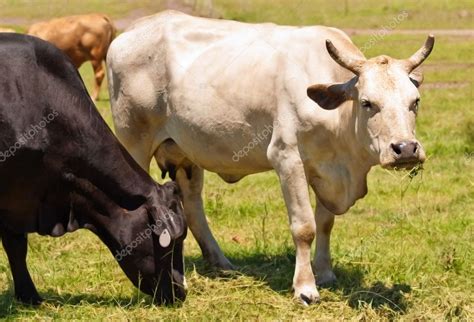 Cow With Horns Australian Bred Beef Cattle Black And White — Stock