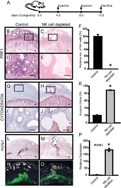 Nk Cell Depletion Leads To Activation Of Endovascular Trophoblast