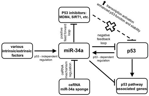 Diagnostics Free Full Text Multifunctional Roles Of Mir 34a In Cancer A Review With The