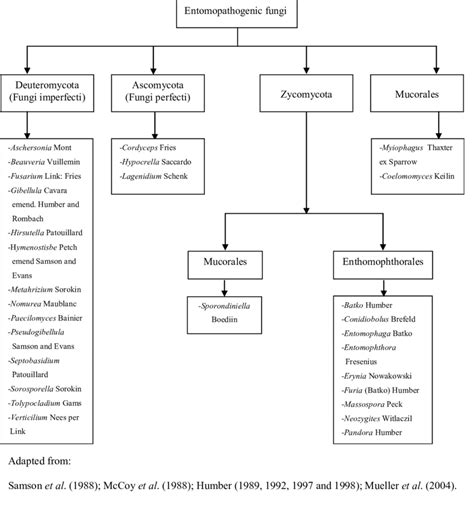 8. Taxonomic classification of entomopathogenic fungi | Download ... 