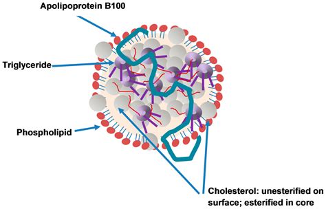 Metabolites Free Full Text Apolipoprotein B And Cardiovascular