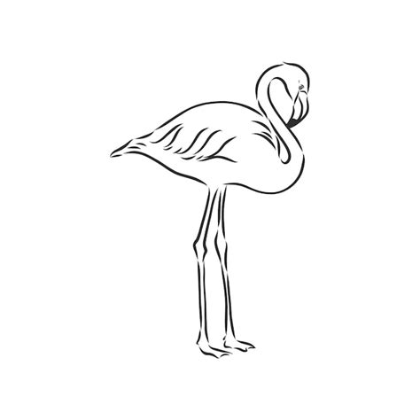 Ilustra O Em Vetor Desenho Flamingo Ilustra O Em Vetor Desenho