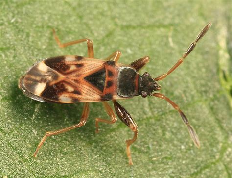 Small Dirt Colored Seed Bug Scolopostethus Thomsoni Bugguidenet