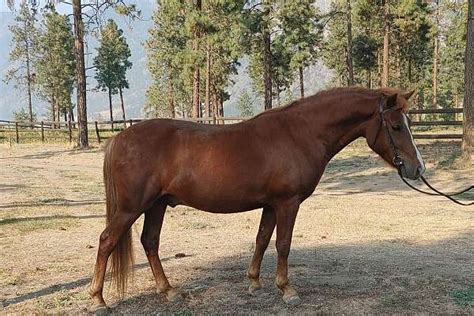 6 Year Old Welsh Pony Cross