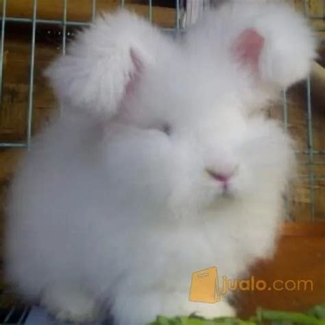 Kelinci Angora Jenis Serupa – Sinau