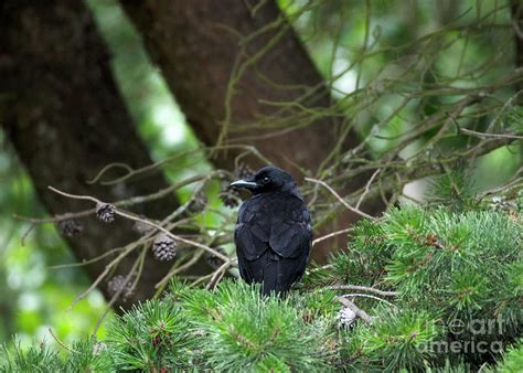 Northern Raven in a Pine Tree Photograph by Jackie Follett - Fine Art America