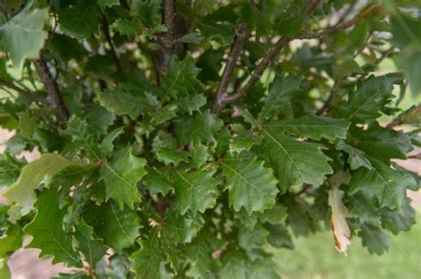 Quercus Robur X Q Bicolor Long Spring Grove Nursery