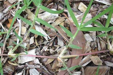 Cynodon Dactylon Var Dactylon Bermuda Grass Invasive Plants Rhizome