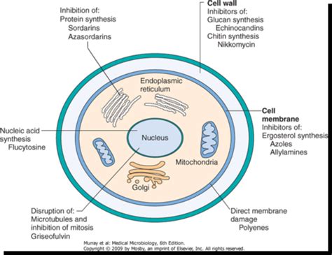 Respiratory Micro Fungal And Parasitic Infections Flashcards Quizlet