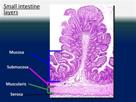 Ppt Gi Anatomy Histology Powerpoint Presentation Free Download Id