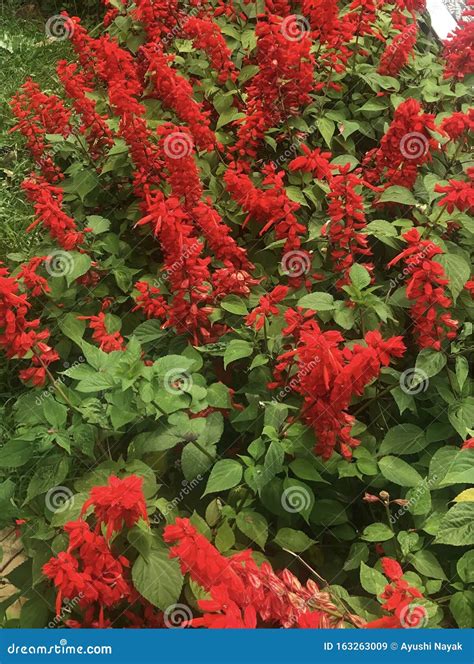 Vibrant Scarlet Sage or Salvia Splendens Red Flowers Stock Image