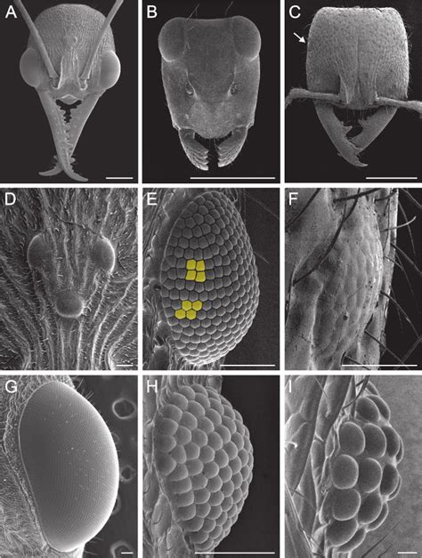 Ant Under Microscope