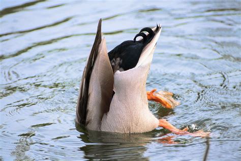 Anatidaephobie Angst Vor Enten