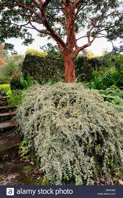 Low Spreading Shrub Cotoneaster Horizontalis Variegata Underplants