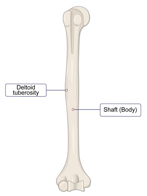 Humerus Bone Lesson Human Bio Media