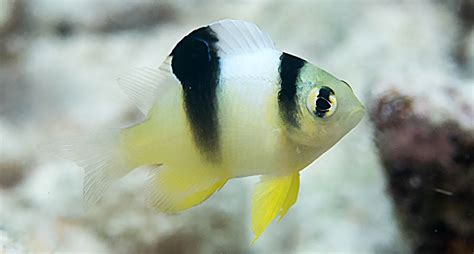 Captive Bred White Damselfish Debuts At Biota Coral Magazine