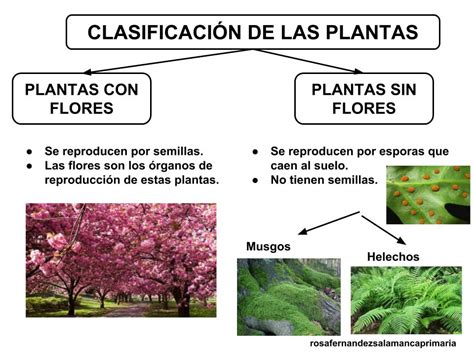 Clasificacion De Las Plantas Gudangmapa