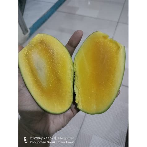 Jual Mangga Chokanan Kg Isi Shopee Indonesia