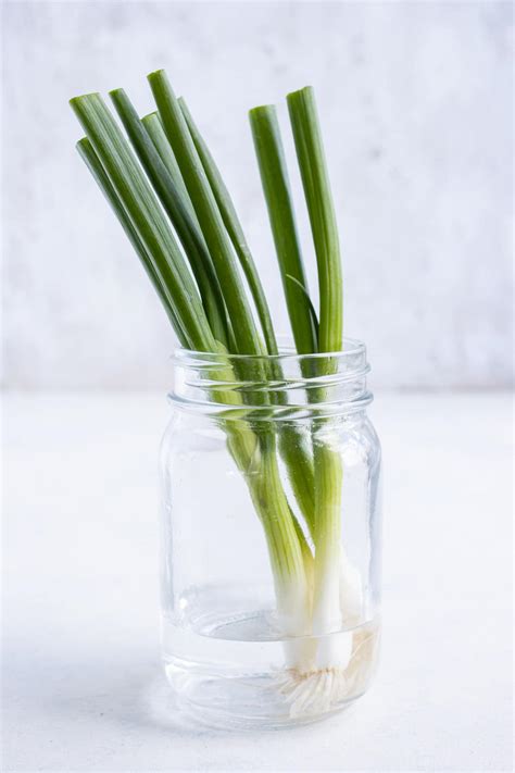 How To Store Green Onions Garden