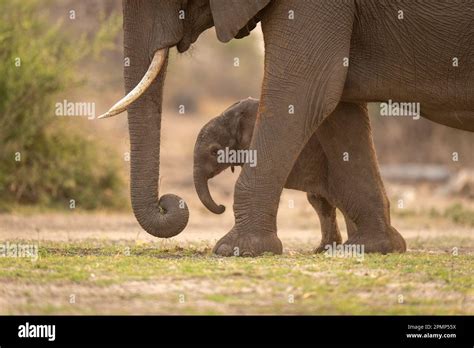 Baby African Bush Elephant Loxodonta Africana Standing Behind Mother