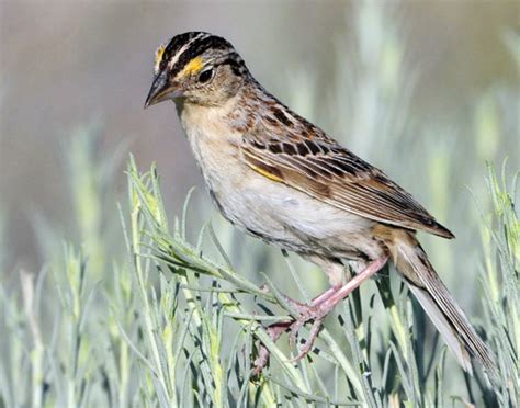 Utah Bird Profile - Grasshopper Sparrow