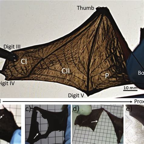 Example Images Of Bat Wing And Tears Of Common Pipistrelles