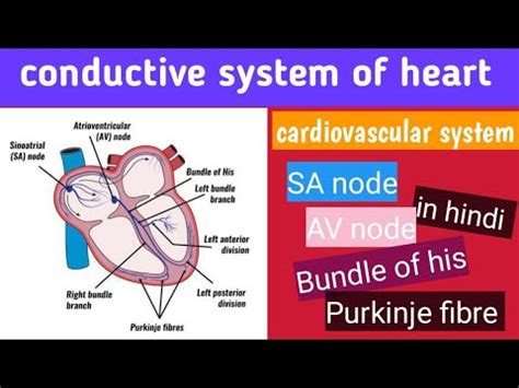 Conductive System Of Heart Ll Sa Node Av Node Bundle Of His Or Purkinje