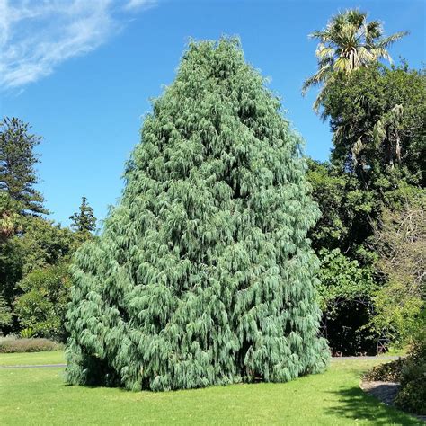 Qauzuy Garden 30 Bhutan Cypress Cupressus Cashmeriana